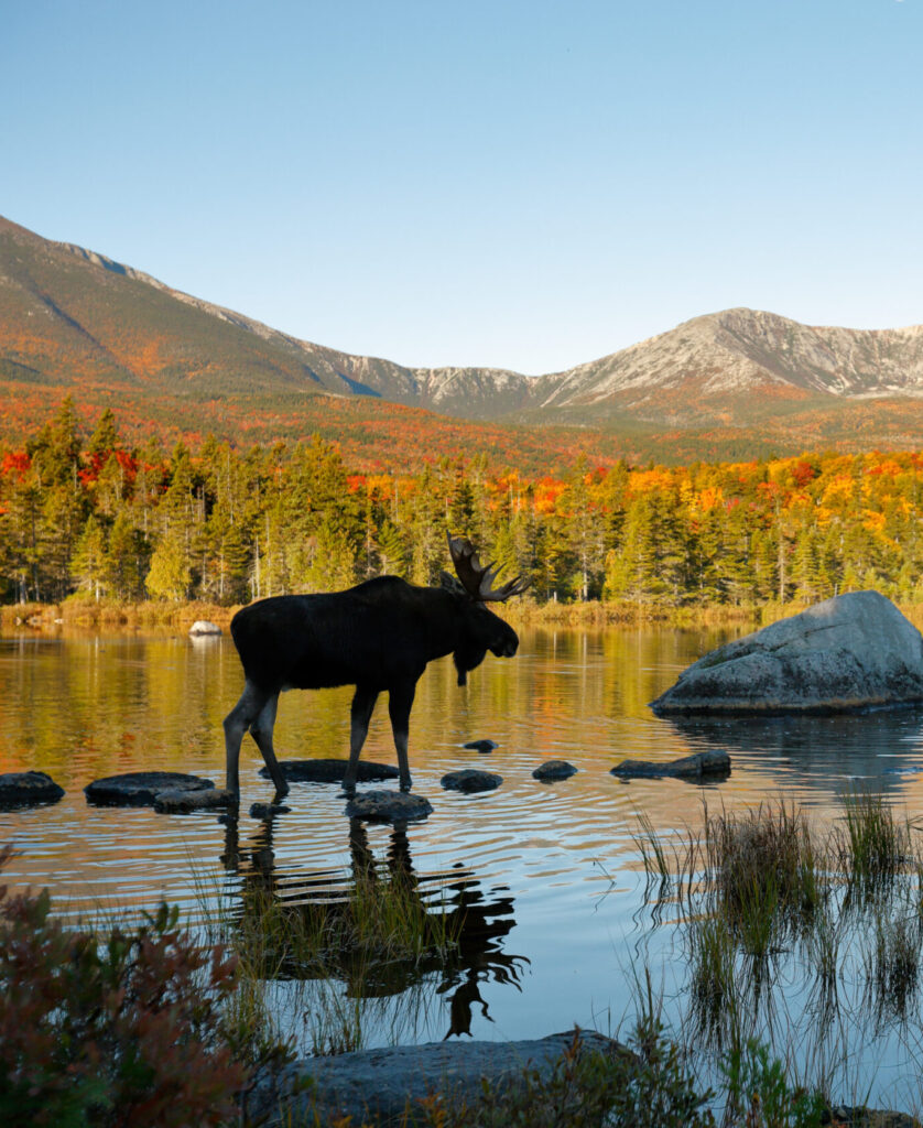 Two moose Legal Careers in Maine Page